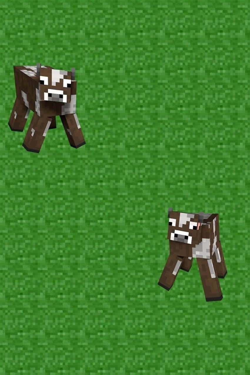 Minecraft Cow, pixelated brown and white cows, textured green grass field, SD Phone Wallpaper