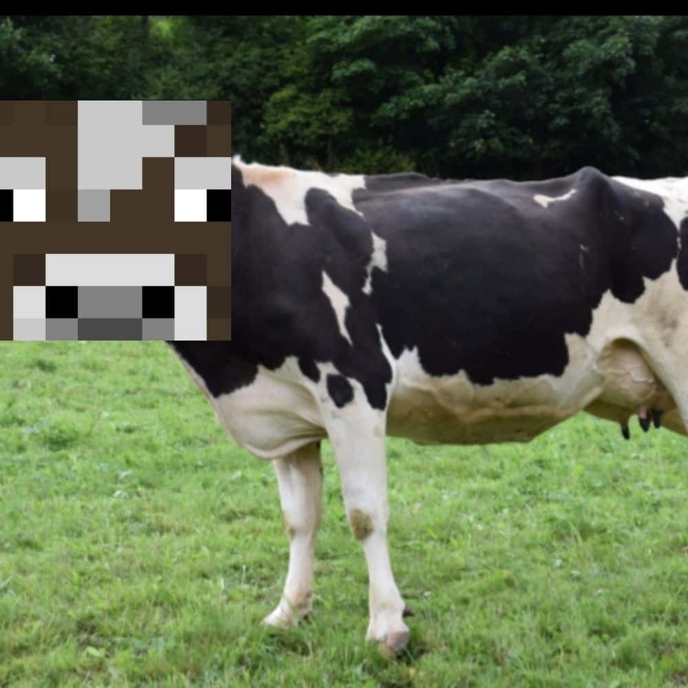 Minecraft Cow, black and white cow, lush green field, SD Desktop Wallpaper
