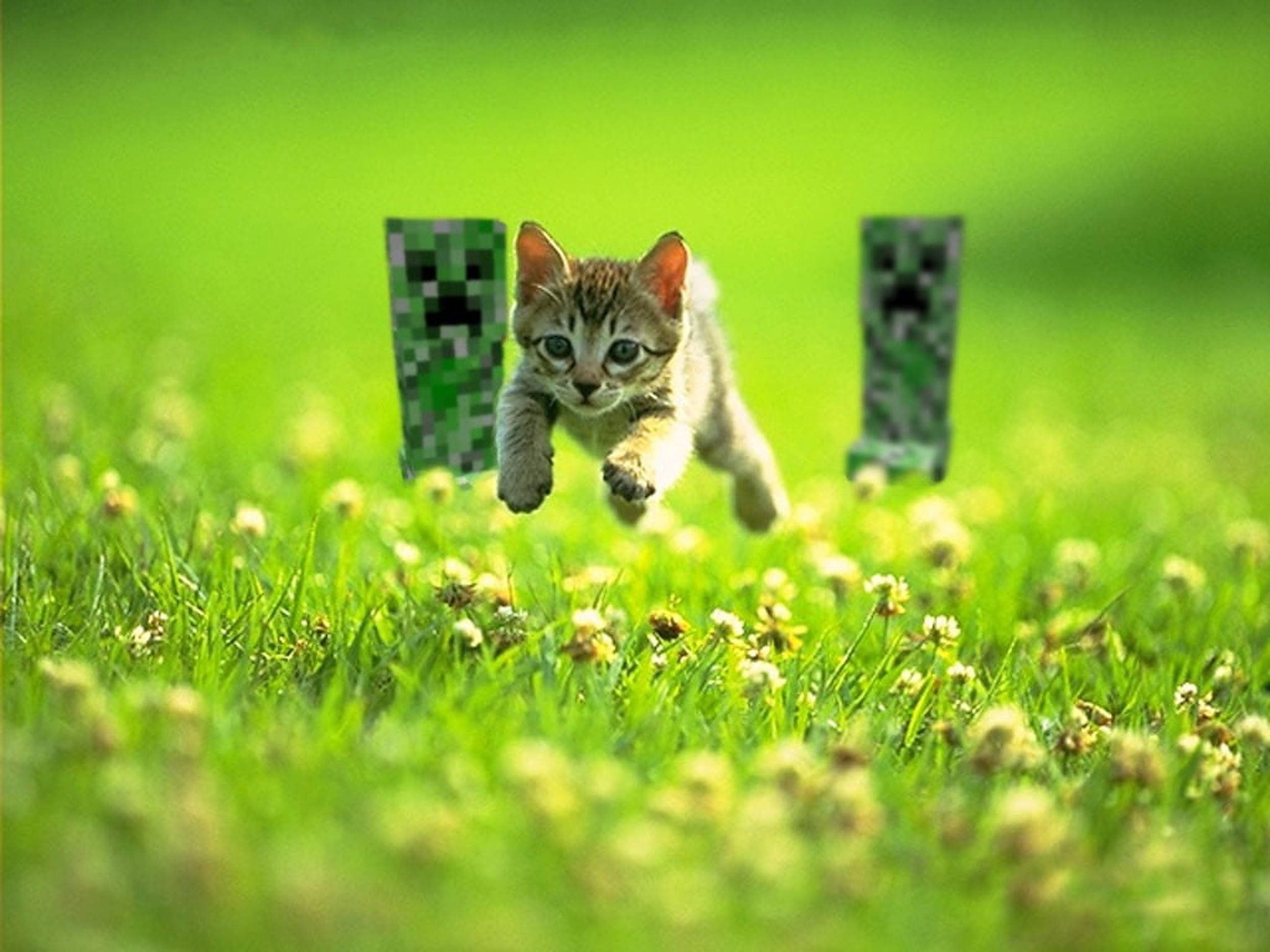 Minecraft Creeper, tabby kitten, vibrant green grass, Full HD Desktop Wallpaper