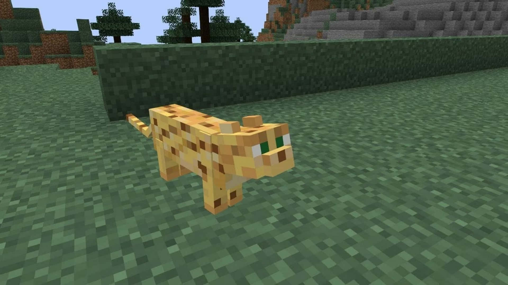 Minecraft Ocelot, orange tabby cat, blocky grassy field, Full HD Desktop Wallpaper