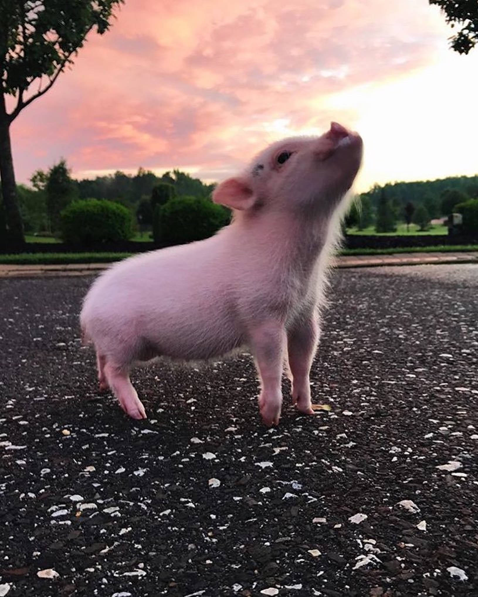 pink piglet, asphalt, pink sunset sky, Full HD Phone Wallpaper