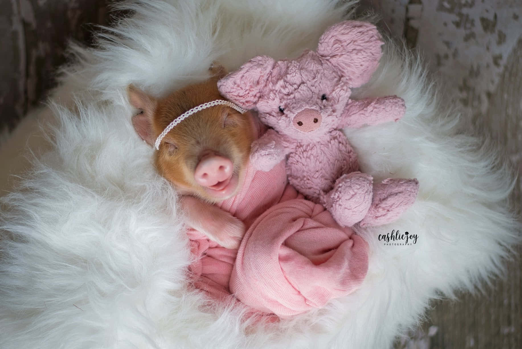 tiny piglet, pink, pink plush pig, HD Desktop Wallpaper