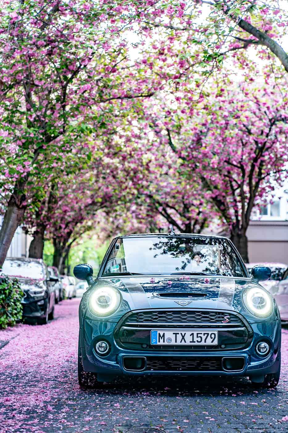Mini Cooper S E, pink cherry blossom trees, teal MINI Cooper S, HD Phone Wallpaper