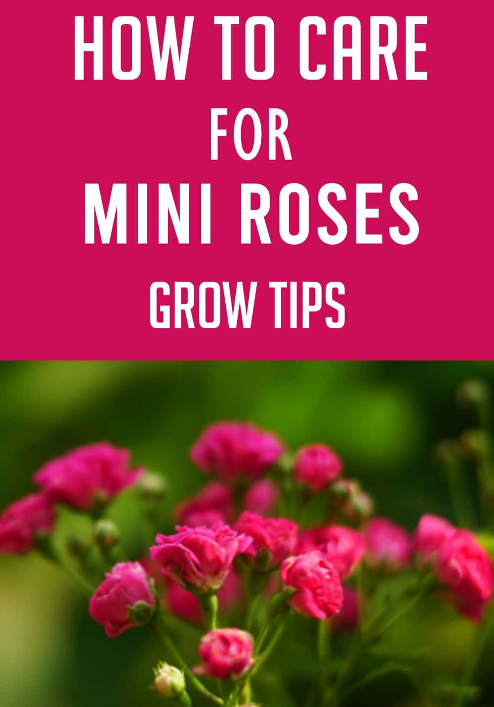 Miniature Roses, pink, green, HD Phone Wallpaper