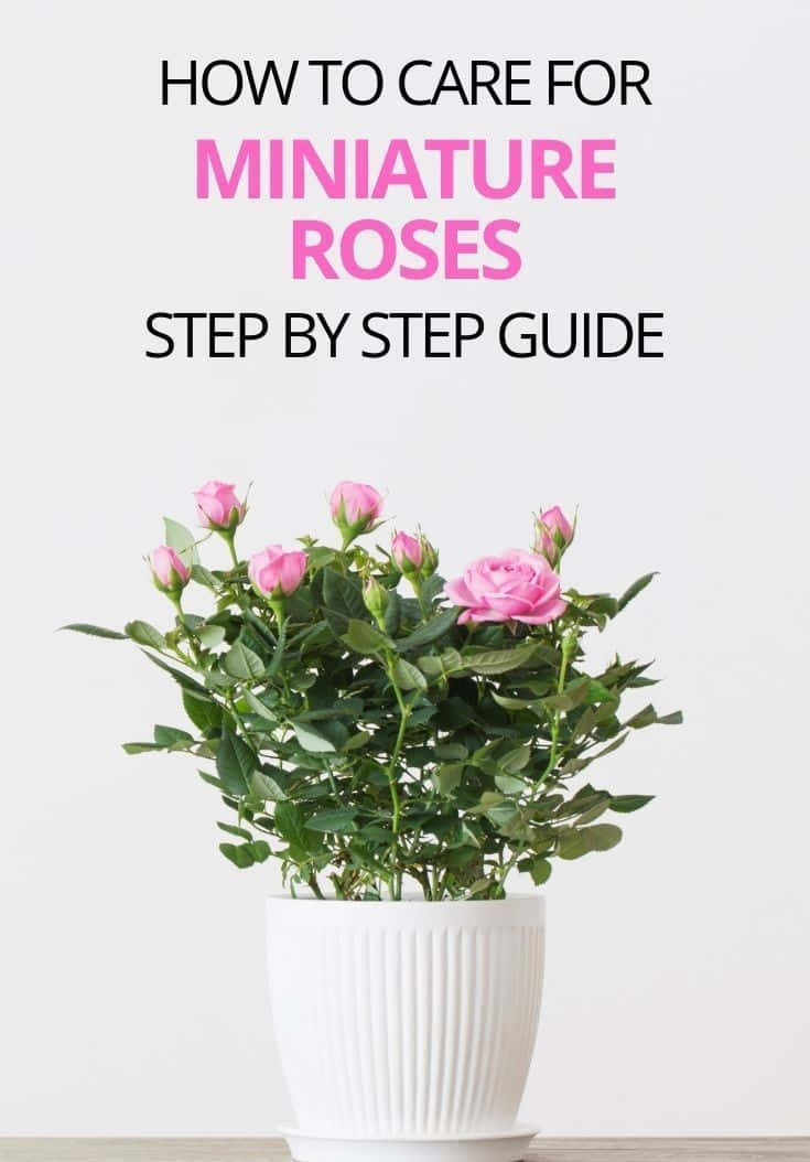 Miniature Roses, pink blooms, green leaves, SD Phone Wallpaper