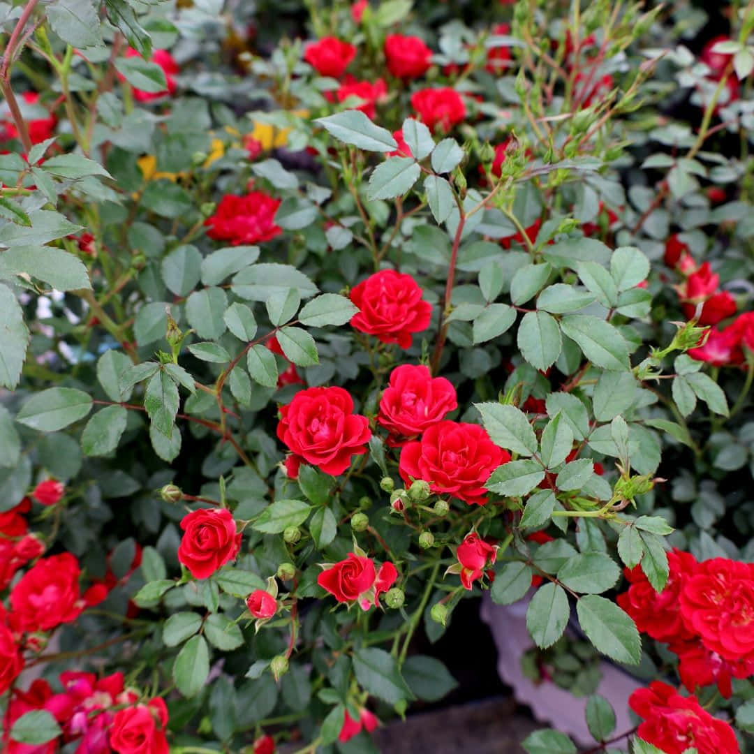 Miniature Roses, red roses, lush green leaves, SD Desktop Wallpaper