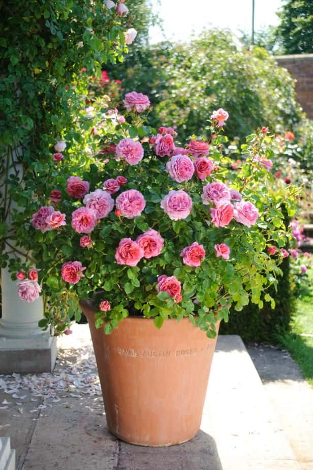 Miniature Roses, terracotta pot, pink roses, SD Phone Wallpaper