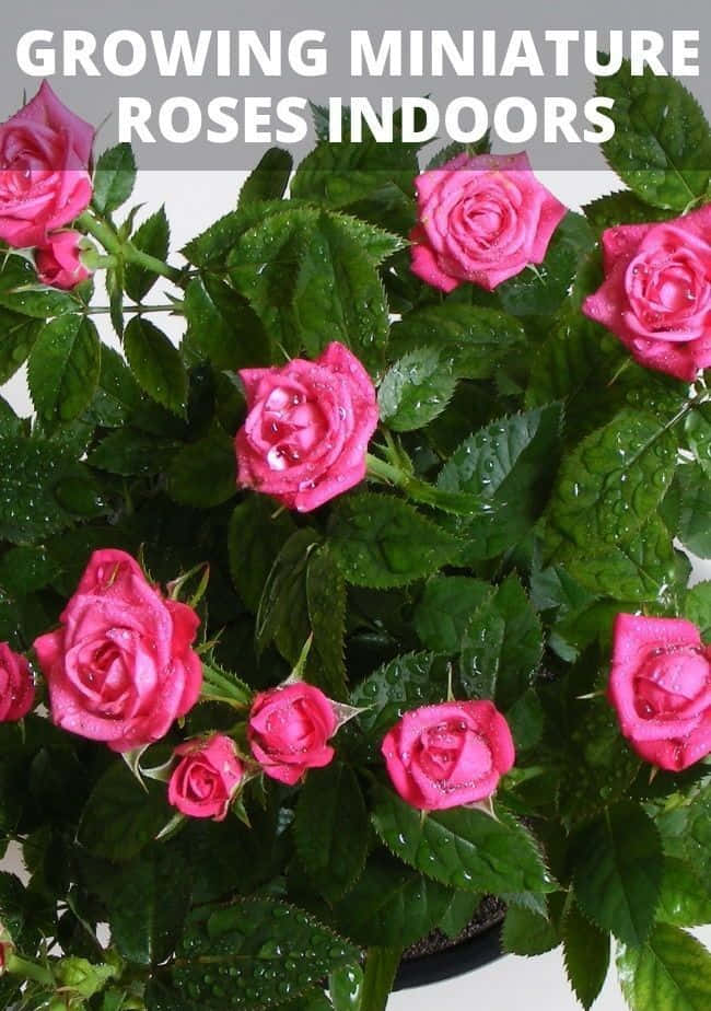 Miniature Roses, pink, dewdrops, SD Phone Wallpaper