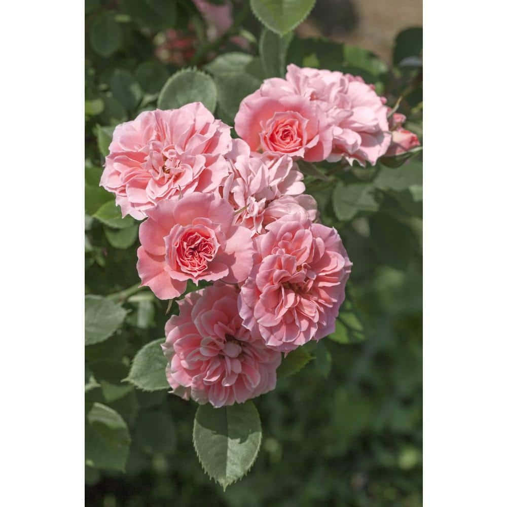Miniature Roses, pink roses, green foliage, SD Desktop Wallpaper