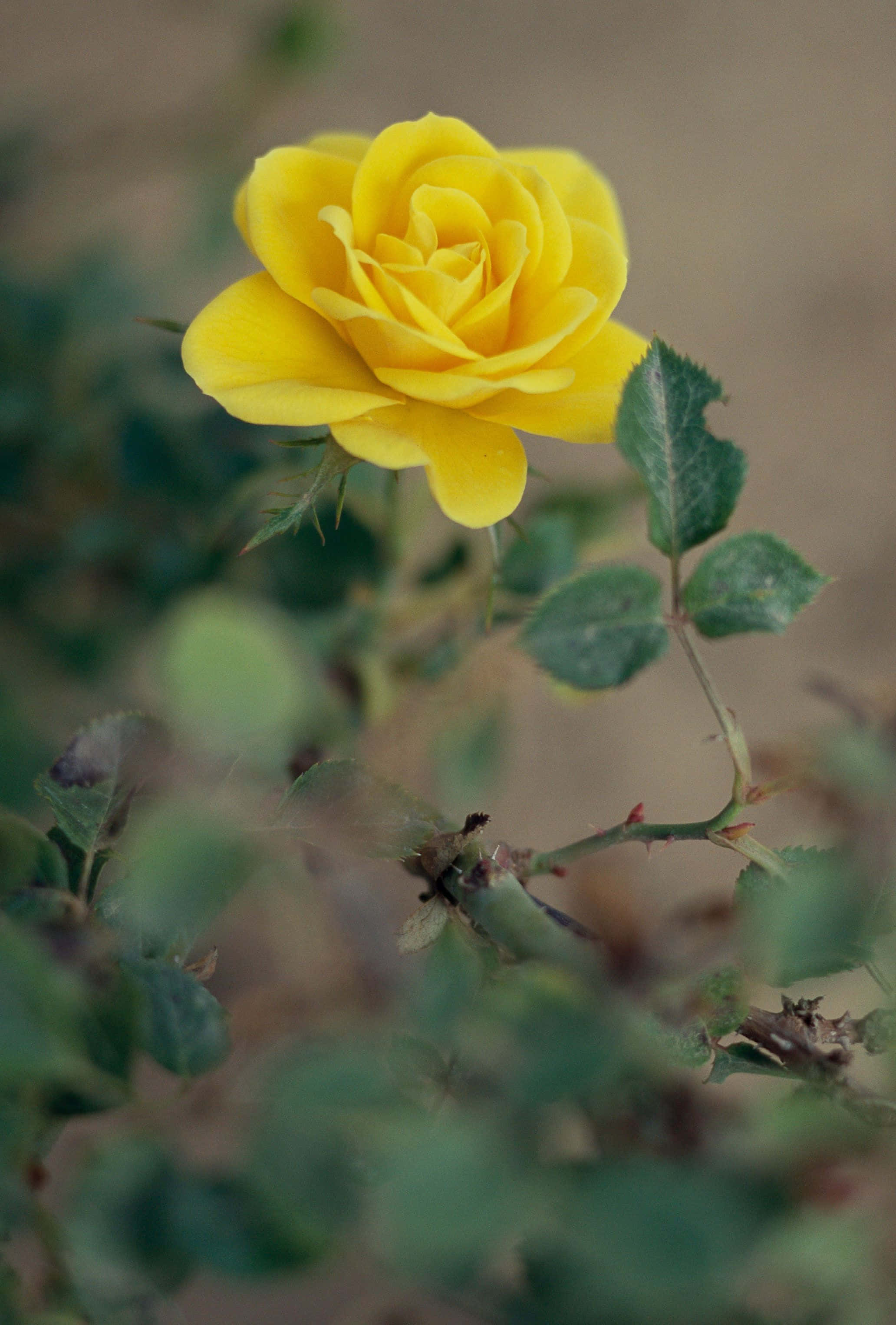 Miniature Roses, vibrant yellow rose, blurred green and brown garden backdrop, 2K Phone Wallpaper