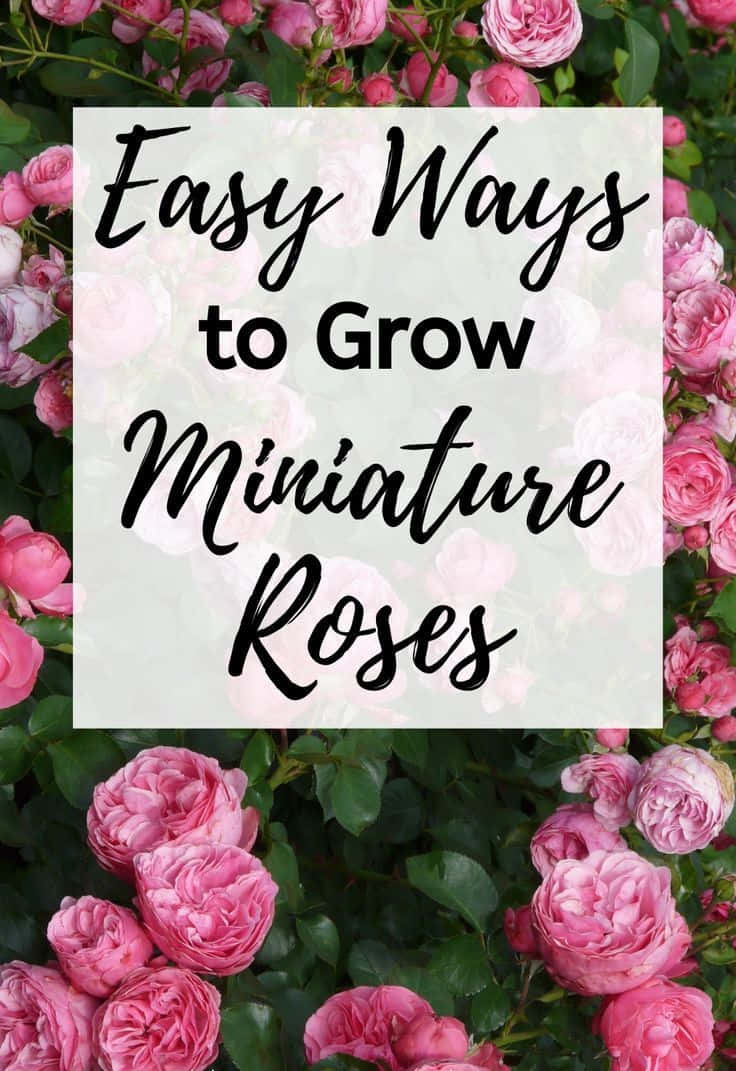 miniature roses, pink miniature roses, green foliage, SD Phone Wallpaper
