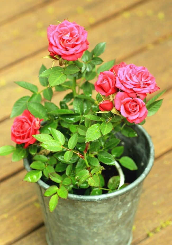 Miniature Roses, pink roses, rustic galvanized bucket, SD Phone Wallpaper