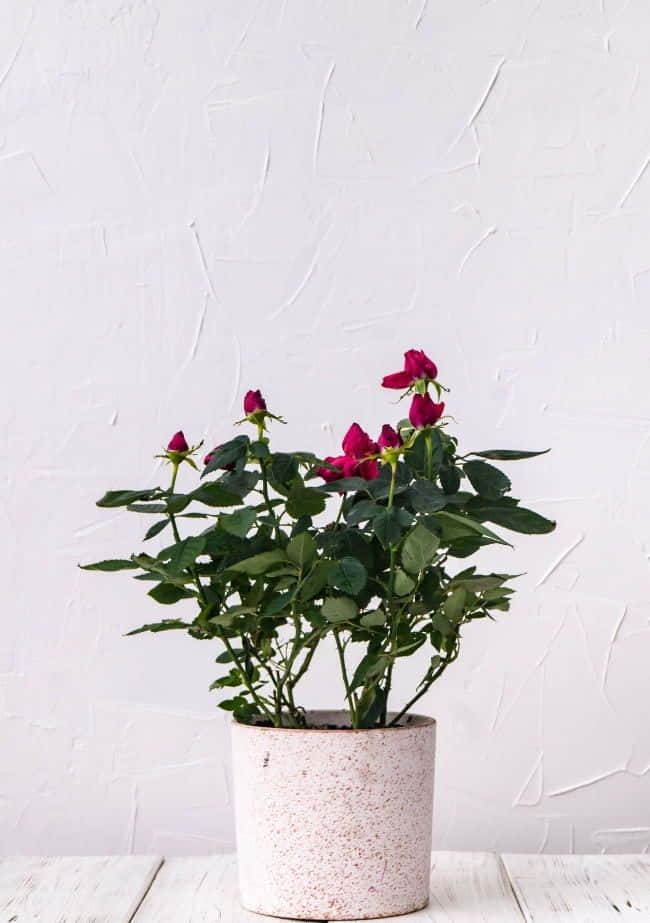 Miniature Roses, deep pink blooms, lush green leaves, SD Phone Wallpaper