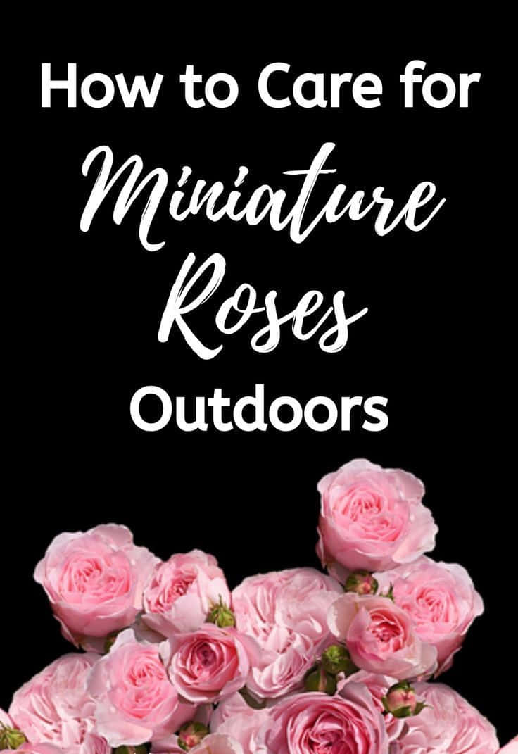 Miniature Roses, soft pink, black background, SD Phone Wallpaper