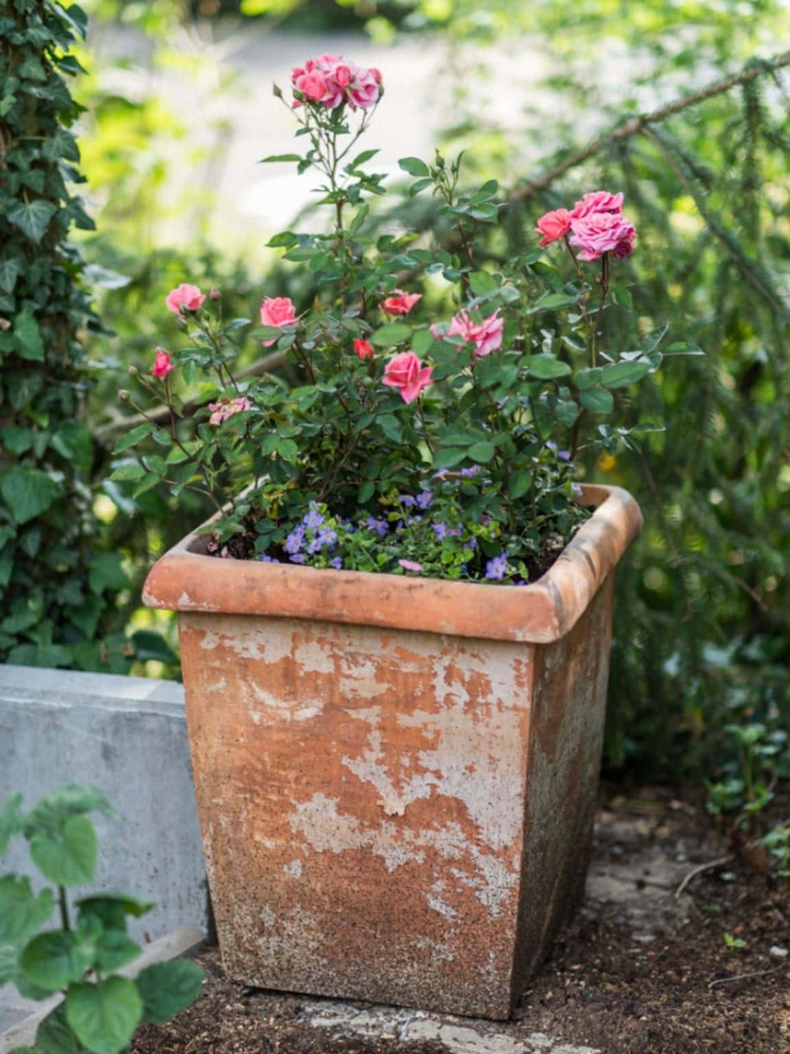 miniature roses, terracotta planter, pink roses, HD Phone Wallpaper