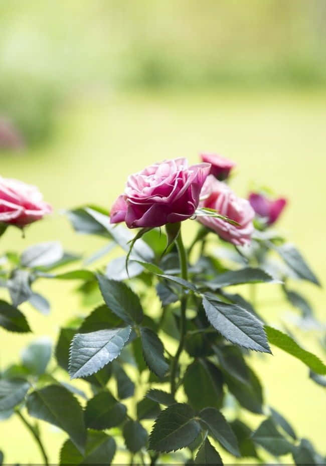 Miniature Roses, pink roses, lush green leaves, SD Phone Wallpaper