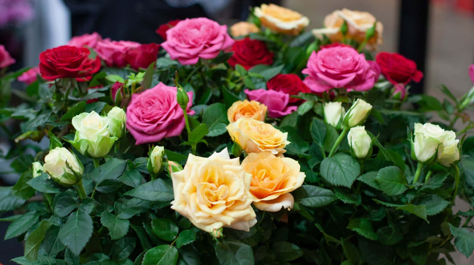 Miniature Roses, pink red, yellow, HD Desktop Wallpaper