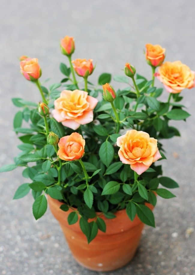 Miniature Roses, terracotta pot, vibrant orange, SD Phone Wallpaper