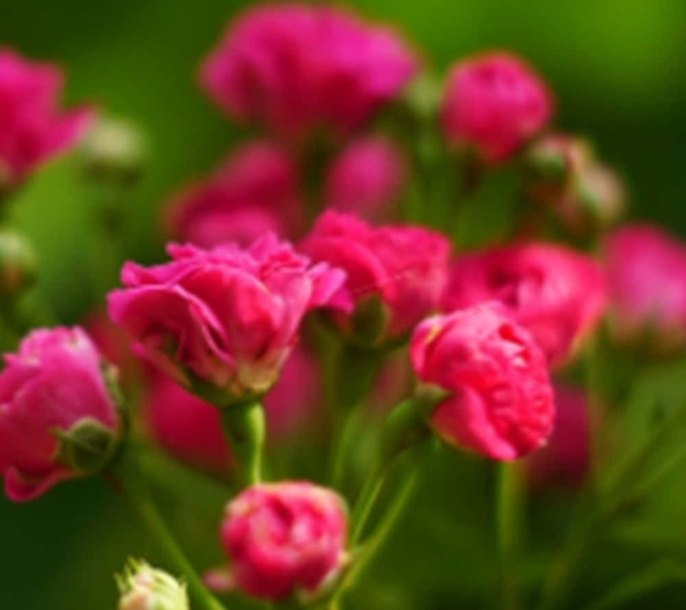 Miniature Roses, pink rose buds, lush green background, SD Desktop Wallpaper