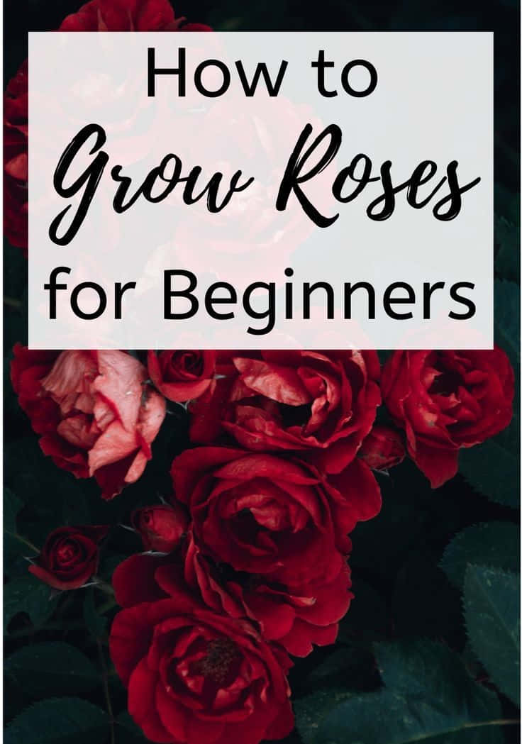 Miniature Roses, vibrant red roses, garden, SD Phone Wallpaper