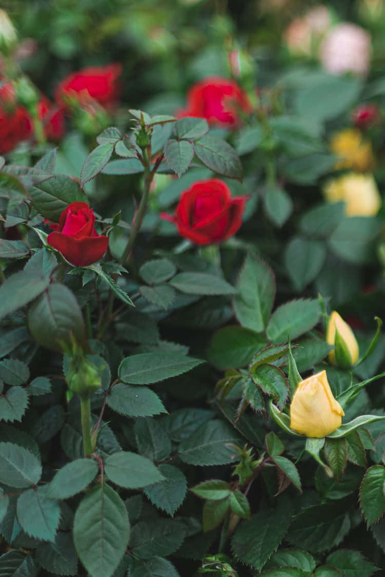 Miniature Roses, red, yellow, SD Phone Wallpaper