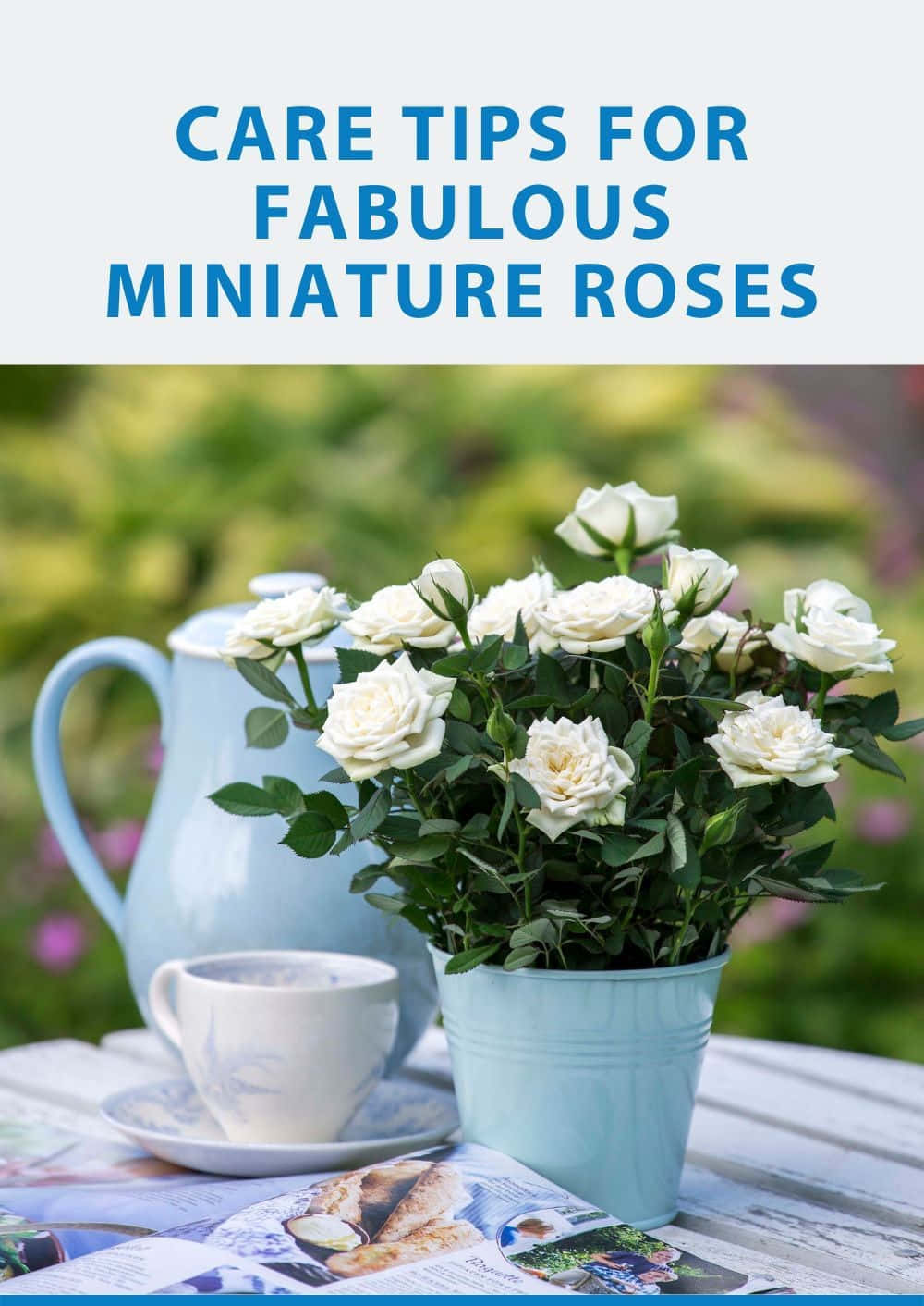 Miniature Roses, white miniature roses, light blue pot, HD Phone Wallpaper