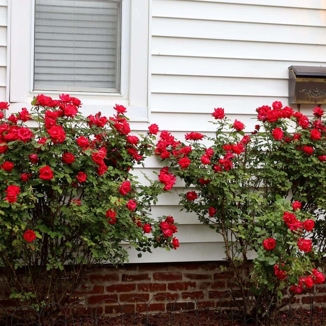 Miniature Roses, red roses, white house siding, SD Desktop Wallpaper