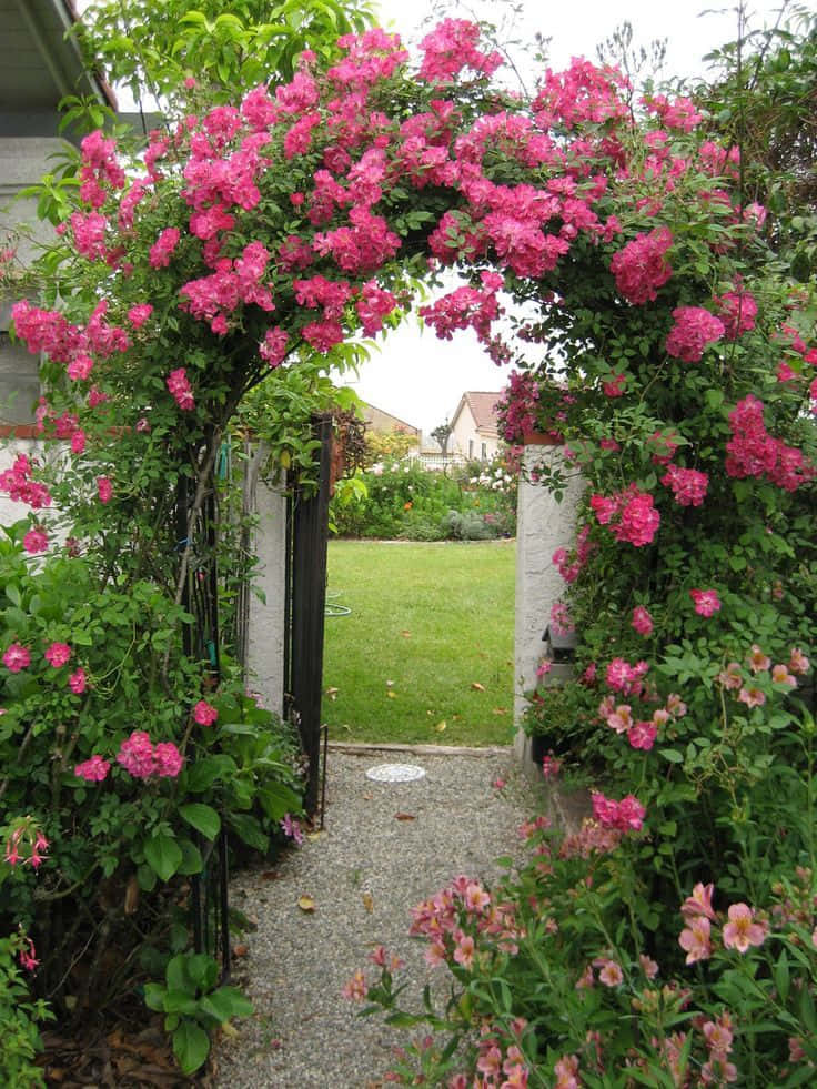 Miniature Roses, gravel path, lush green archway, SD Phone Wallpaper