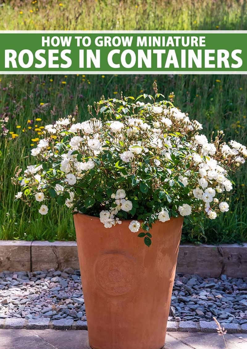 miniature roses, terracotta pot, white miniature roses, SD Phone Wallpaper
