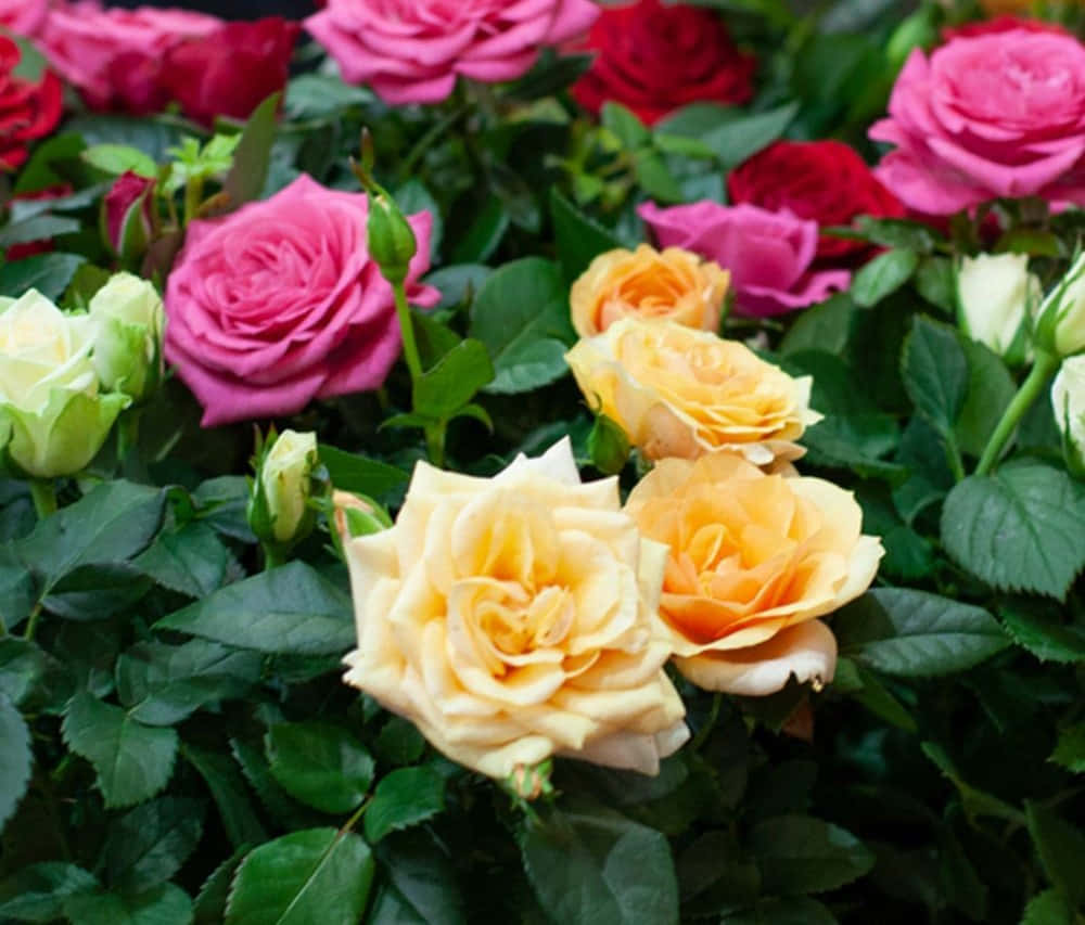 Miniature Roses, pink, yellow, SD Desktop Wallpaper