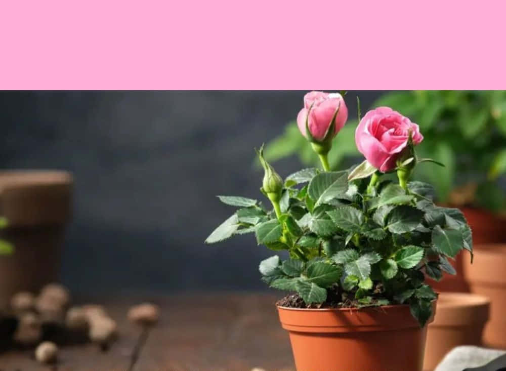 Miniature Roses, pink rose bush, blooming flowers, SD Desktop Wallpaper