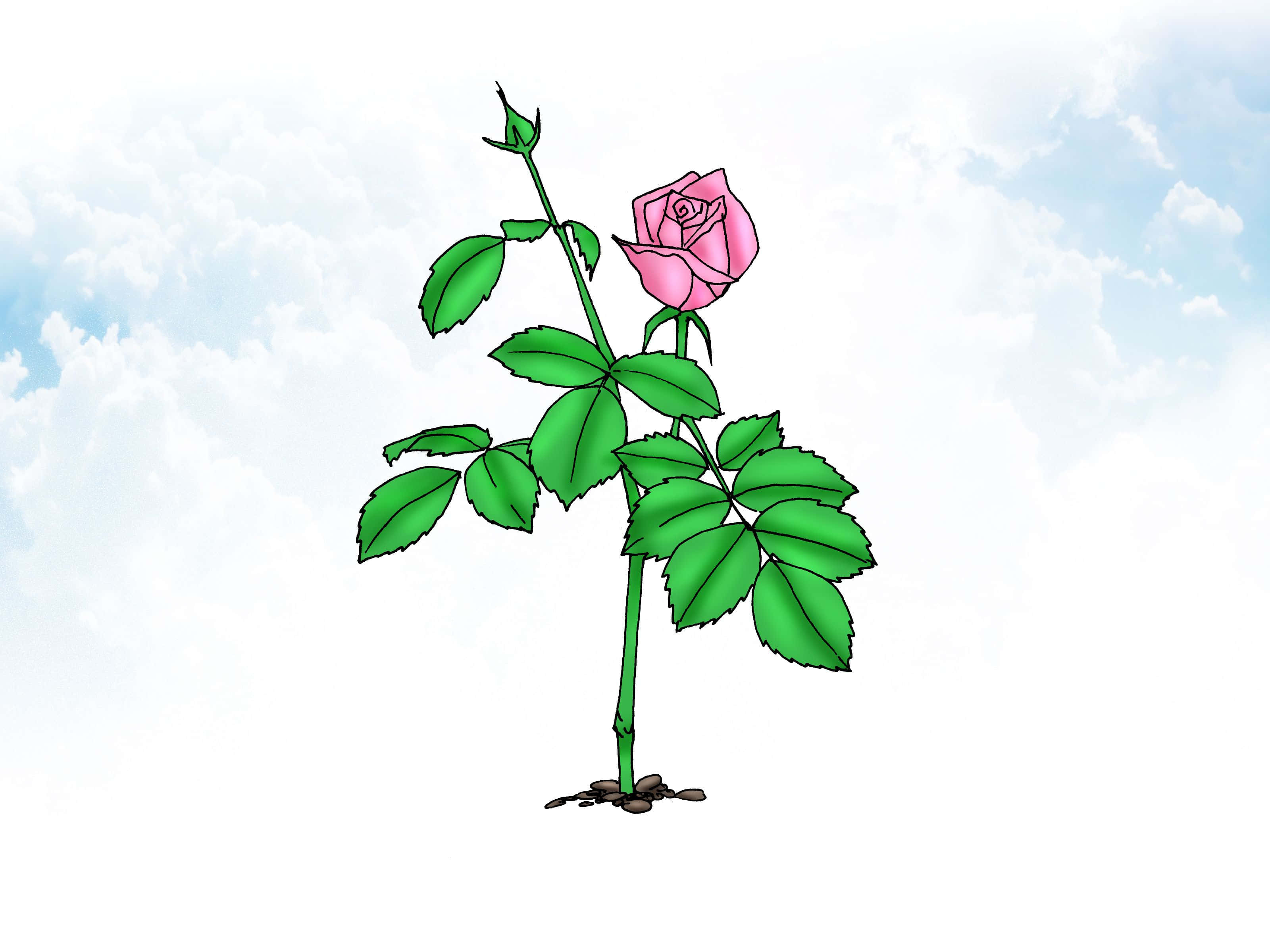 Miniature Roses, pink rose, green stem, 2K Desktop Wallpaper