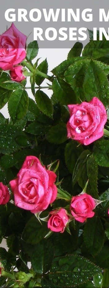 Miniature Roses, pink roses, dewdrops, SD Phone Wallpaper