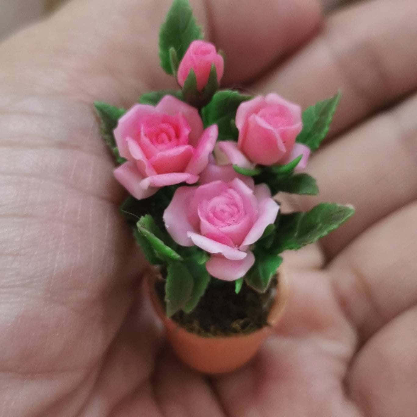 Miniature Roses, terracotta pot, pink roses, HD Desktop Wallpaper