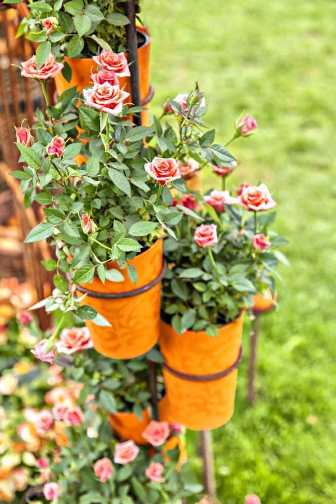 Miniature Roses, orange hanging pots, pink roses, SD Phone Wallpaper
