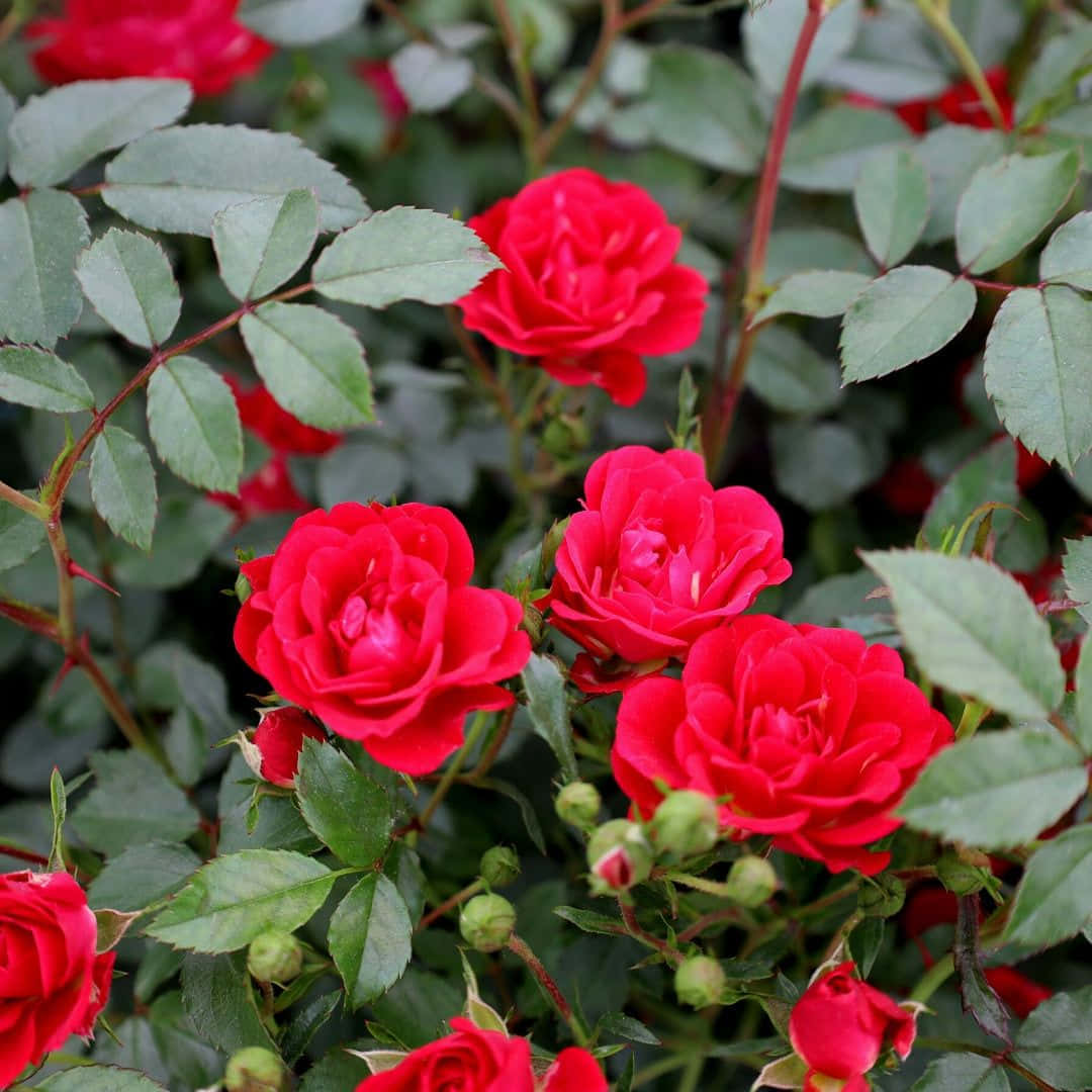 miniature roses, vibrant red roses, lush green leaves, SD Desktop Wallpaper