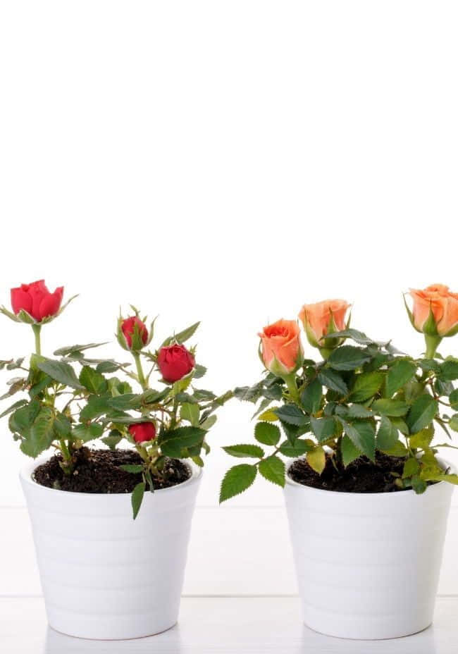 Miniature Roses, red blooms, peach blooms, SD Phone Wallpaper