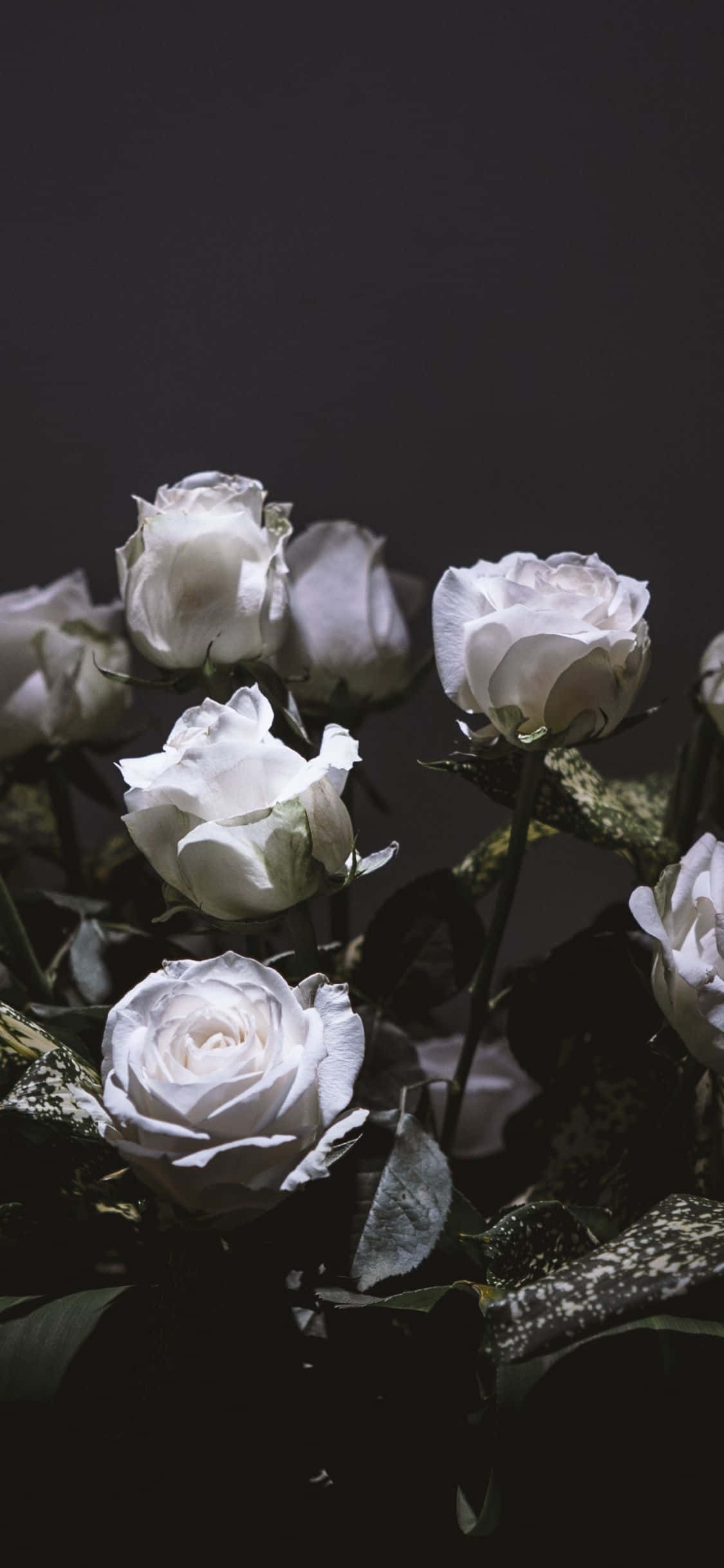white roses, vase, dark moody backdrop, Full HD Phone Wallpaper