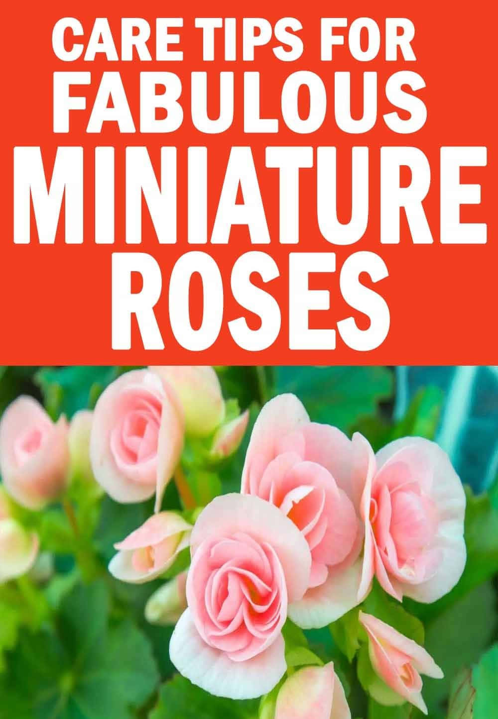 Miniature Roses, pink miniature roses, green foliage, HD Phone Wallpaper