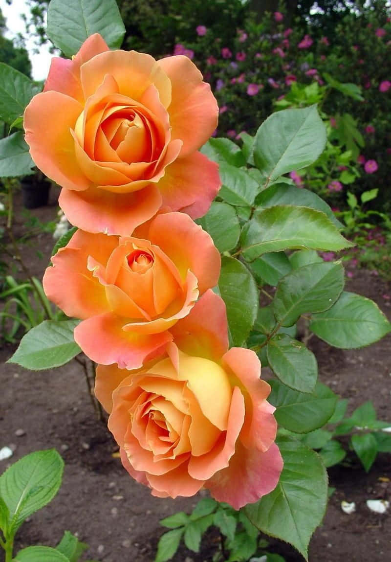 Hybrid Tea Roses, peachy-orange, lush green leaves, SD Phone Wallpaper