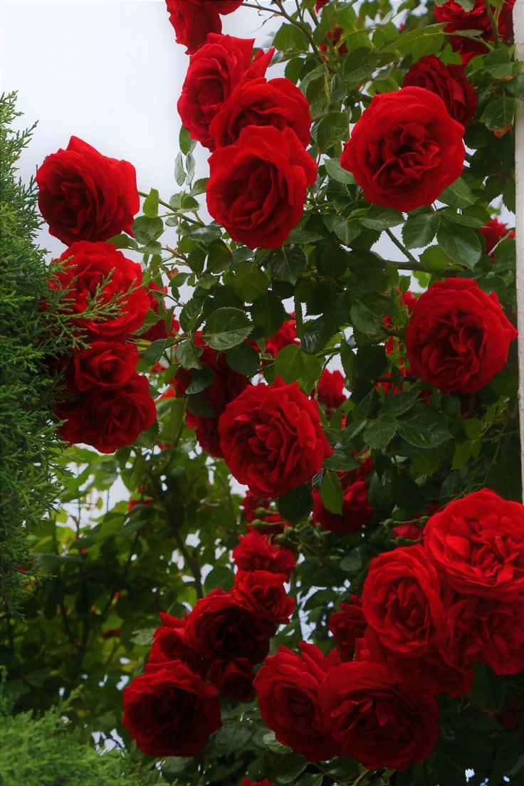 Miniature Roses, vibrant red roses, lush green leaves, SD Phone Wallpaper