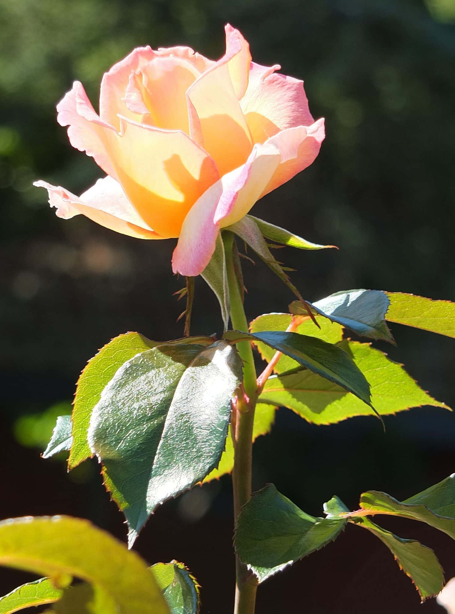 hybrid tea roses, peach rose, vibrant green leaves, Full HD Phone Wallpaper