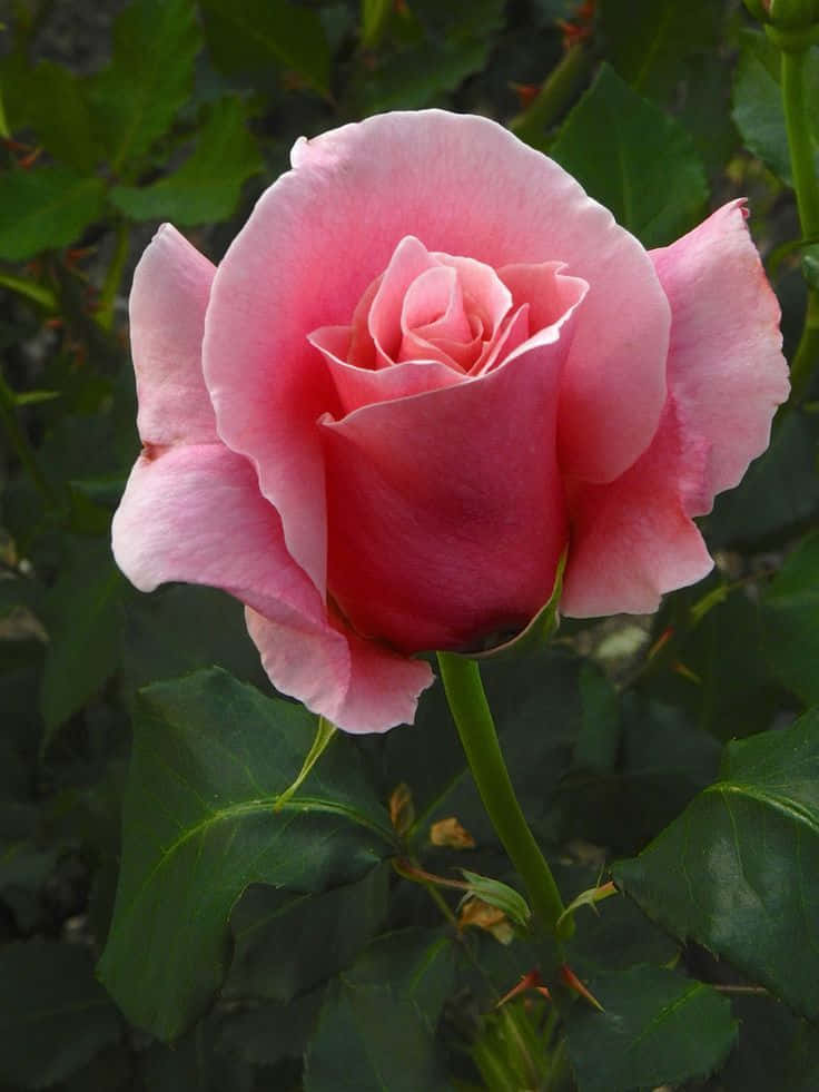 hybrid tea roses, soft pink, lush green leaves, SD Phone Wallpaper