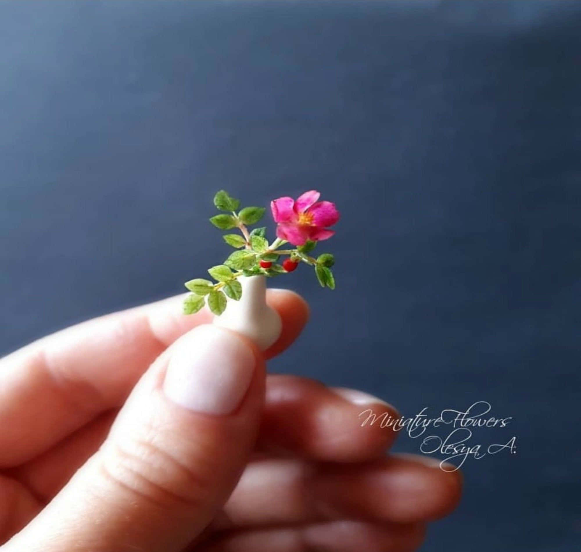 blossoming miniature roses, tiny pink flower, green leaves, Full HD Desktop Wallpaper