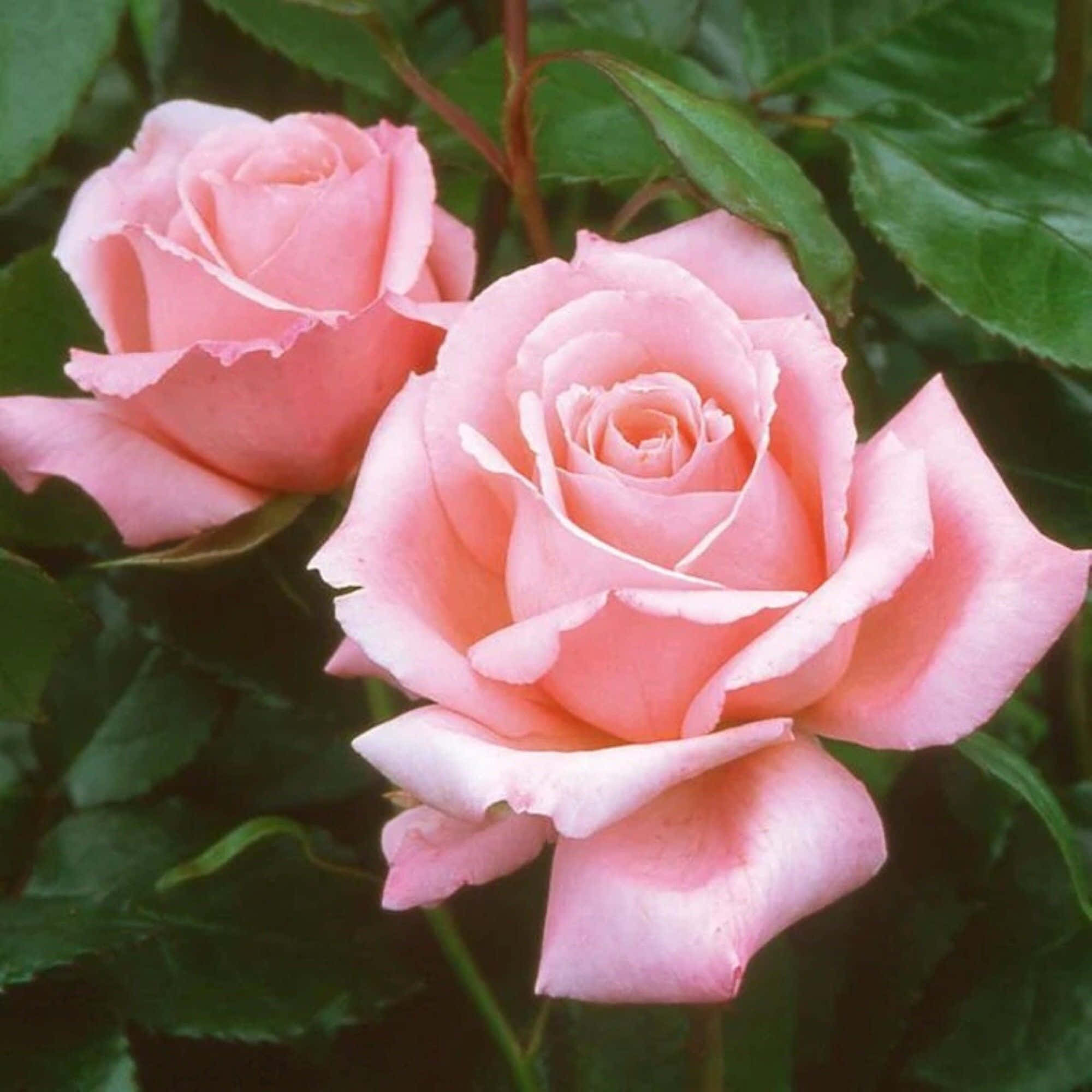 Hybrid Tea Roses, pink roses, lush green leaves, Full HD Desktop Wallpaper