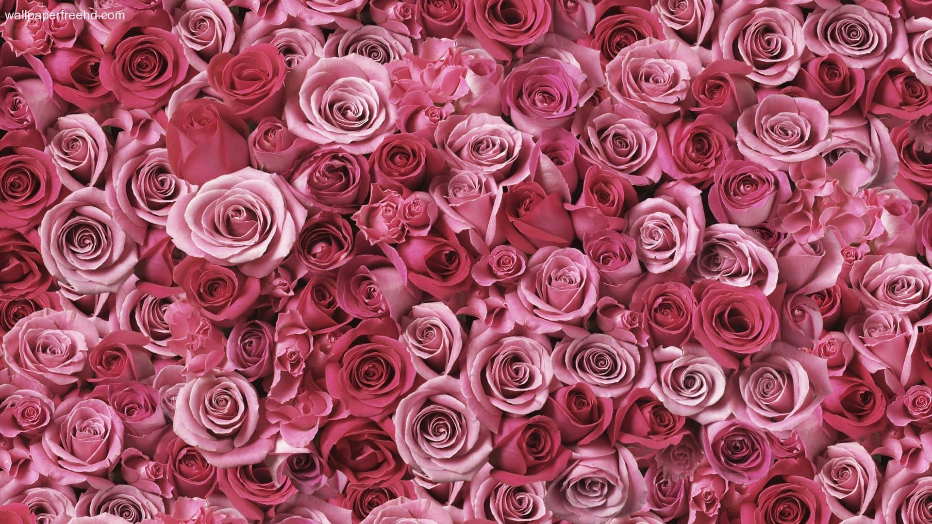 tumblr roses hd, pink roses, soft blush, Full HD Desktop Wallpaper