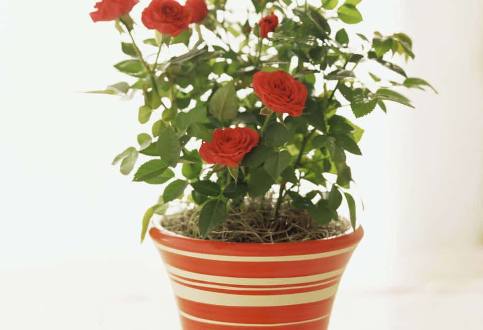 Miniature Roses, red roses, striped terracotta pot, SD Desktop Wallpaper