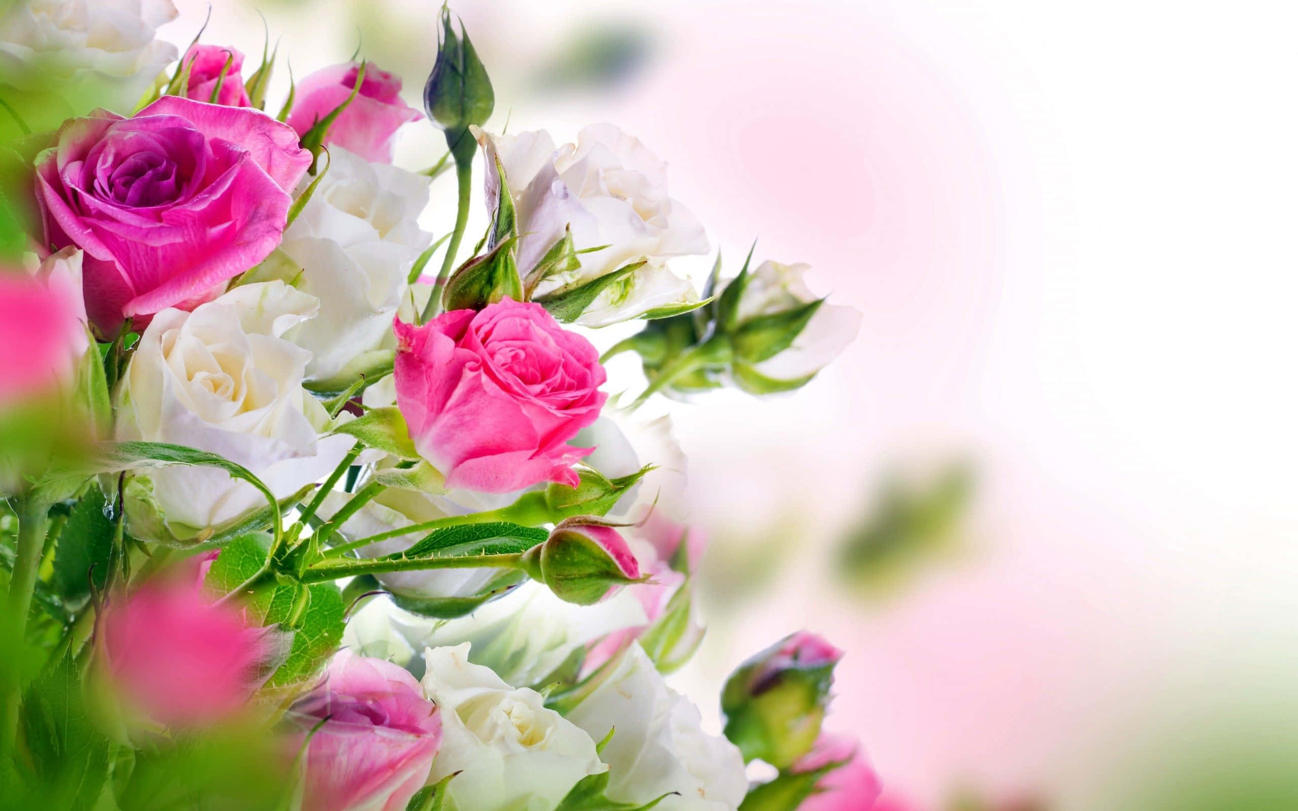 pink and white roses, vase, green stems, 2K Desktop Wallpaper