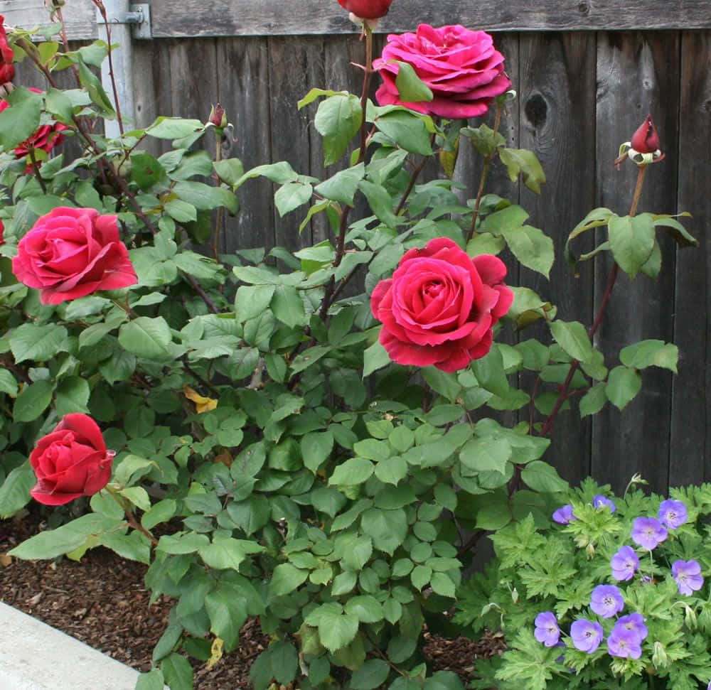 Hybrid Tea Roses, vibrant red roses, weathered wooden fence, SD Desktop Wallpaper