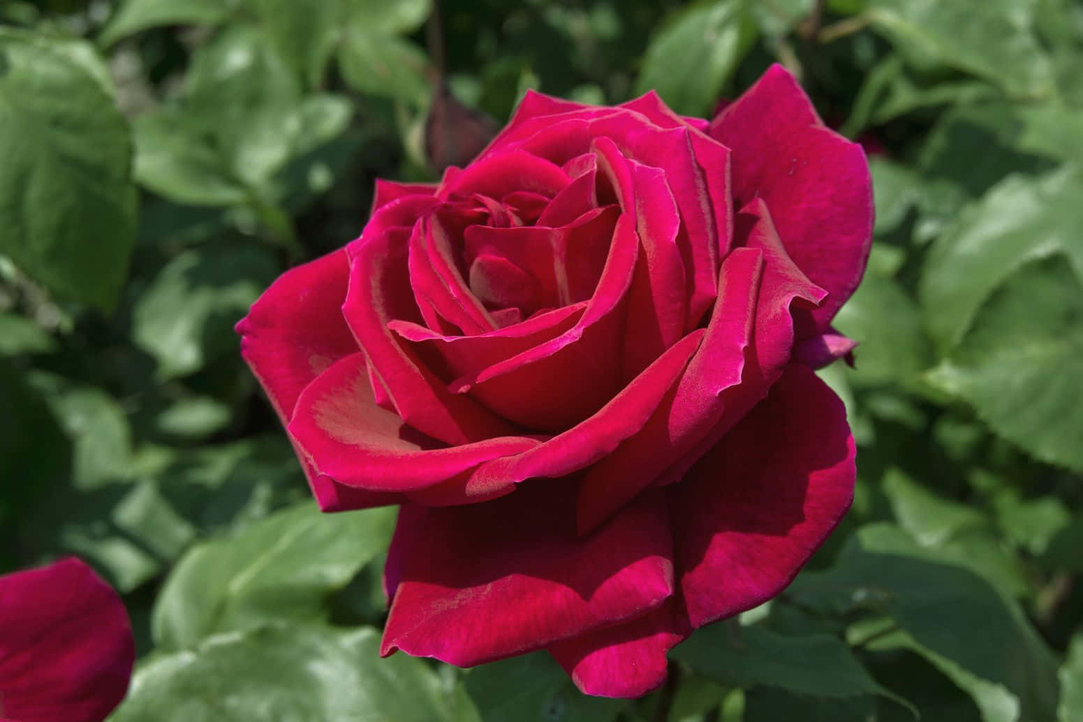 hybrid tea roses, deep pink, lush green foliage, HD Desktop Wallpaper